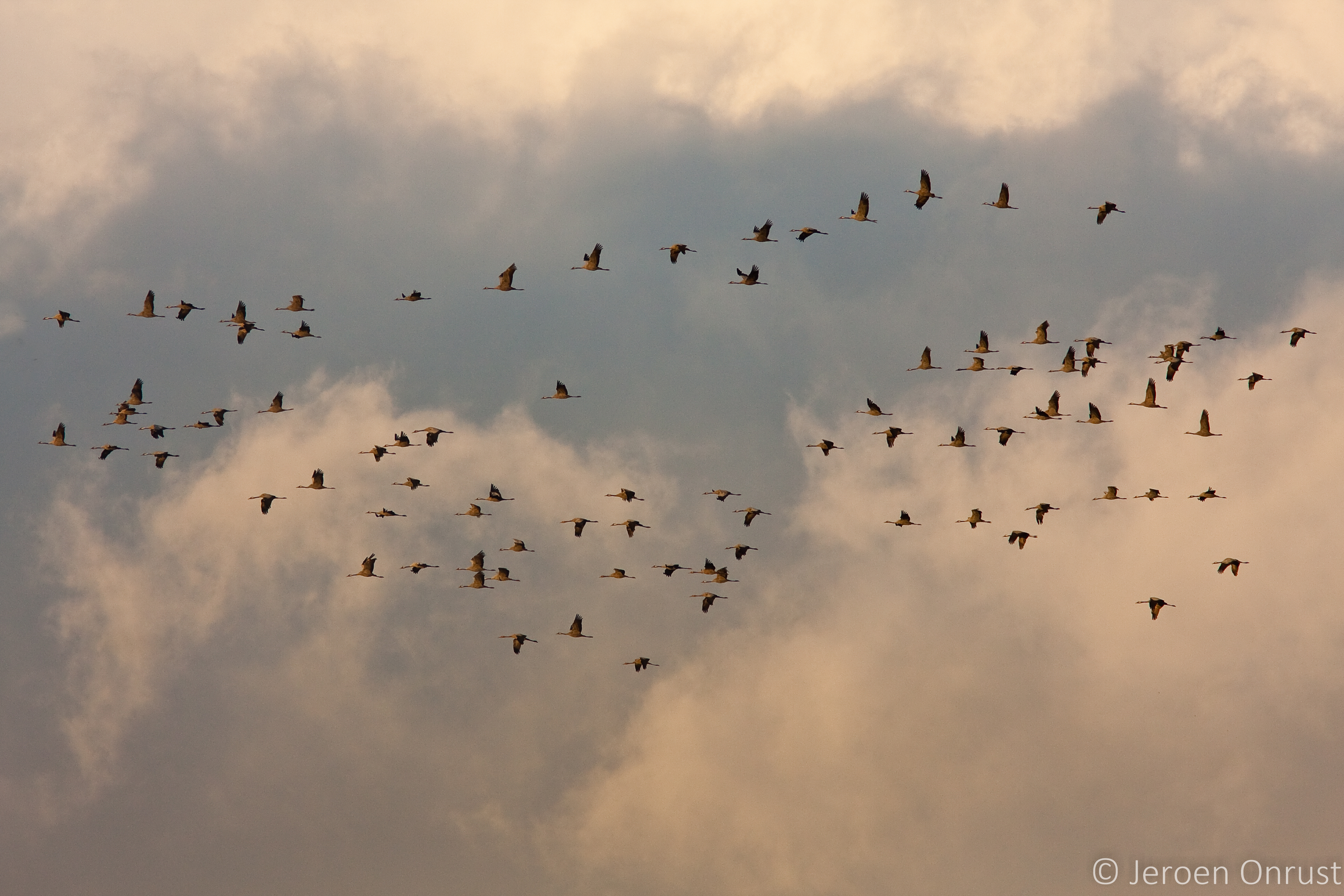 Common cranes