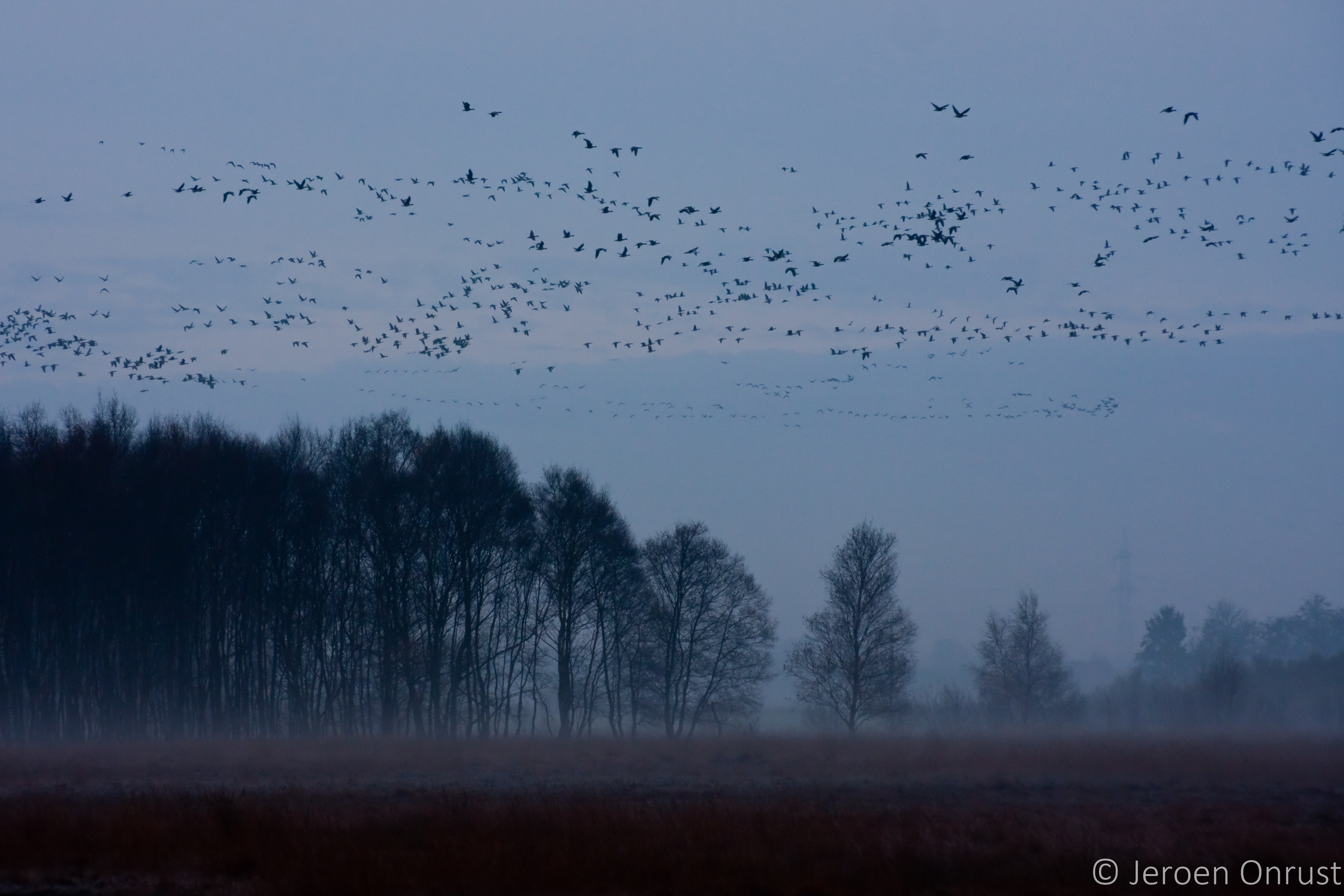 Geese at dusk