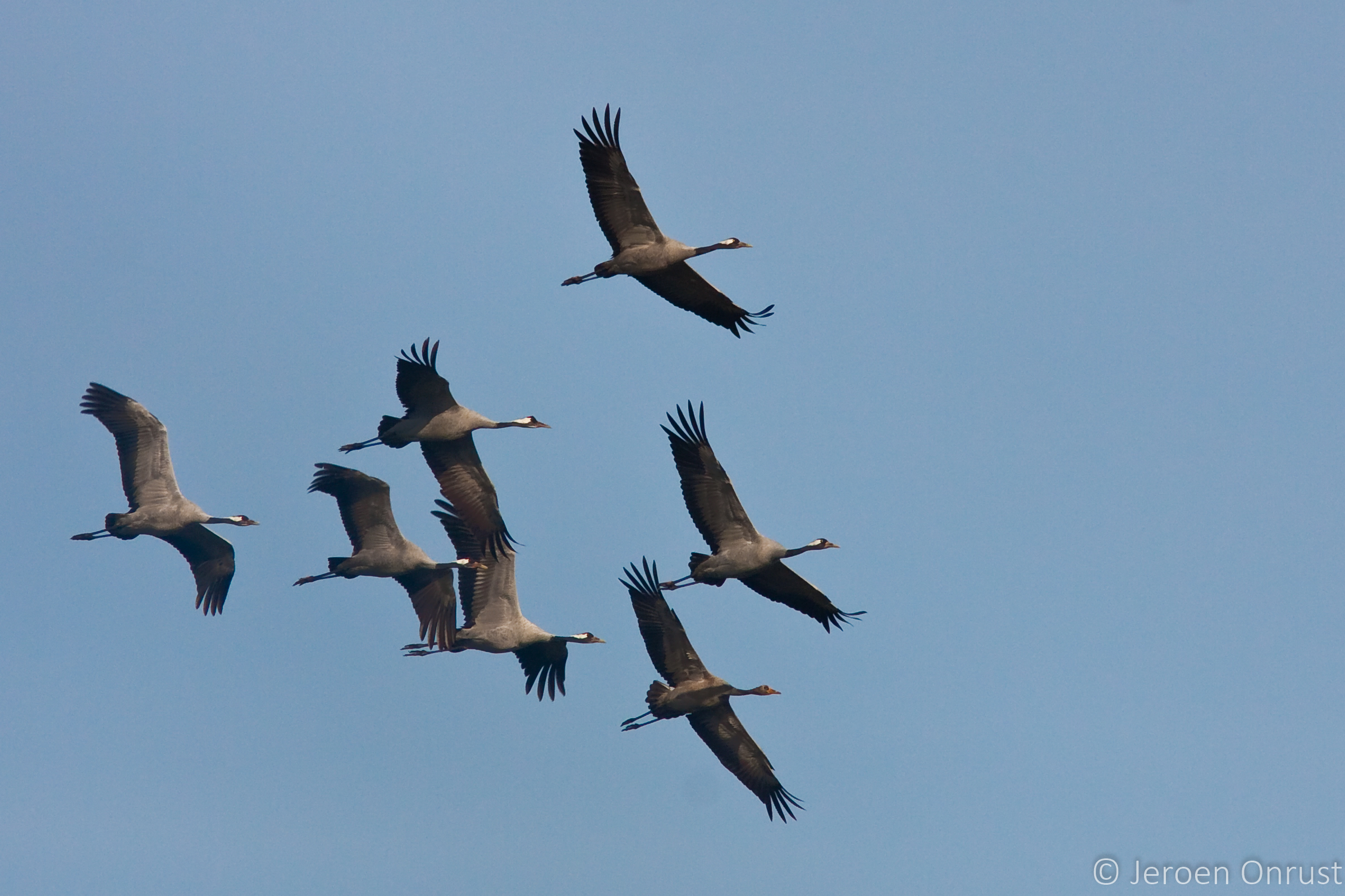 Common cranes