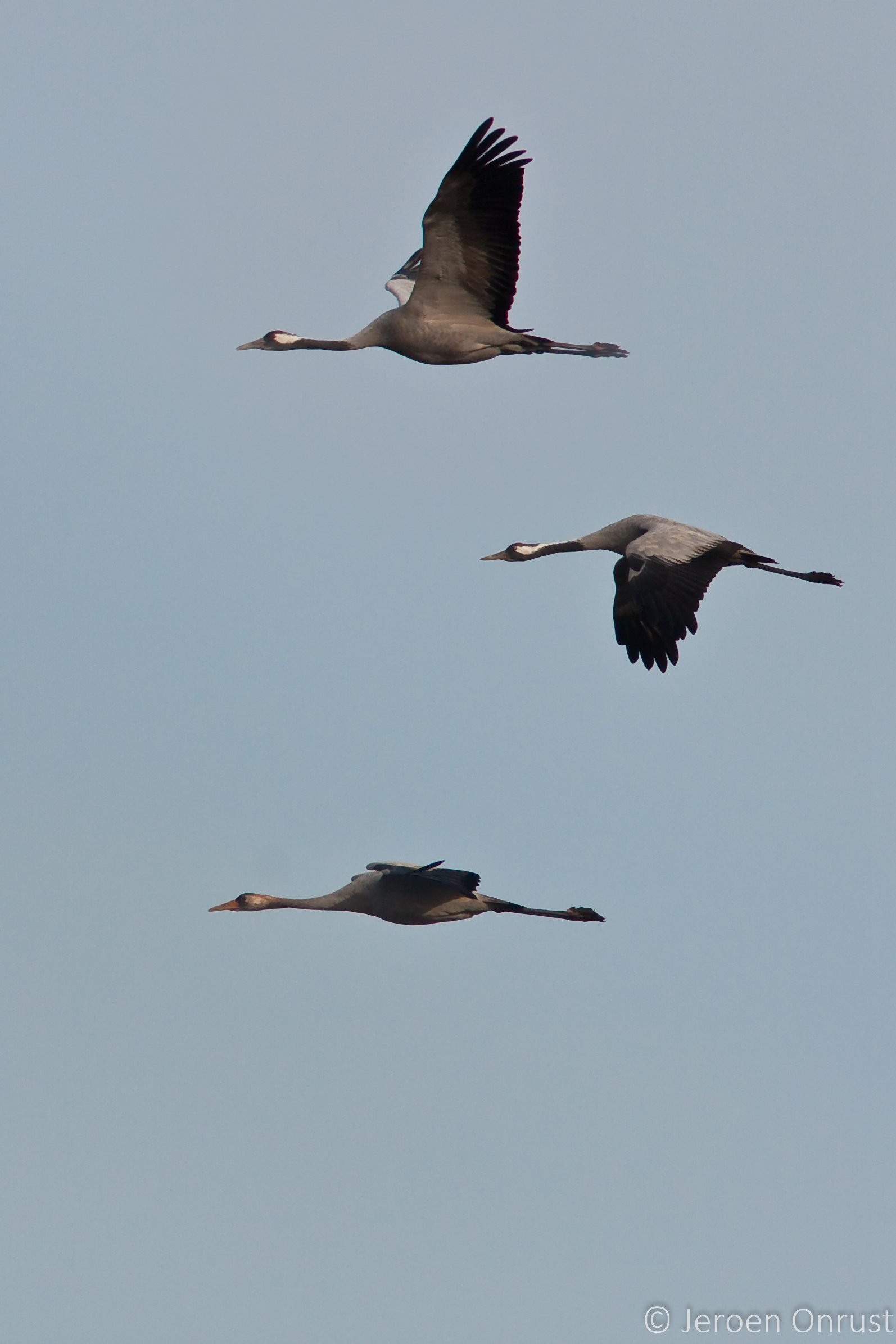 Common cranes