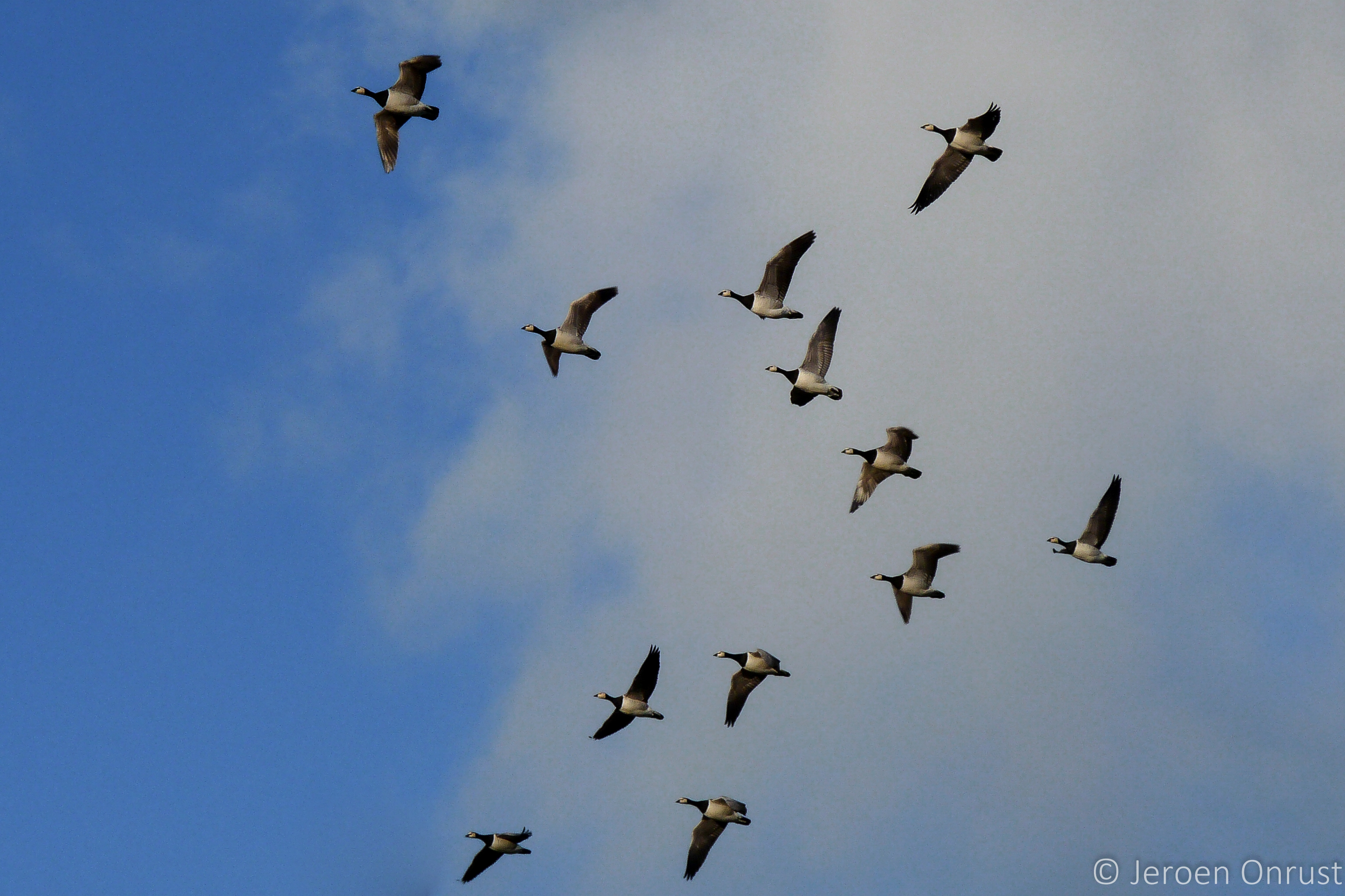 Barnacle geese